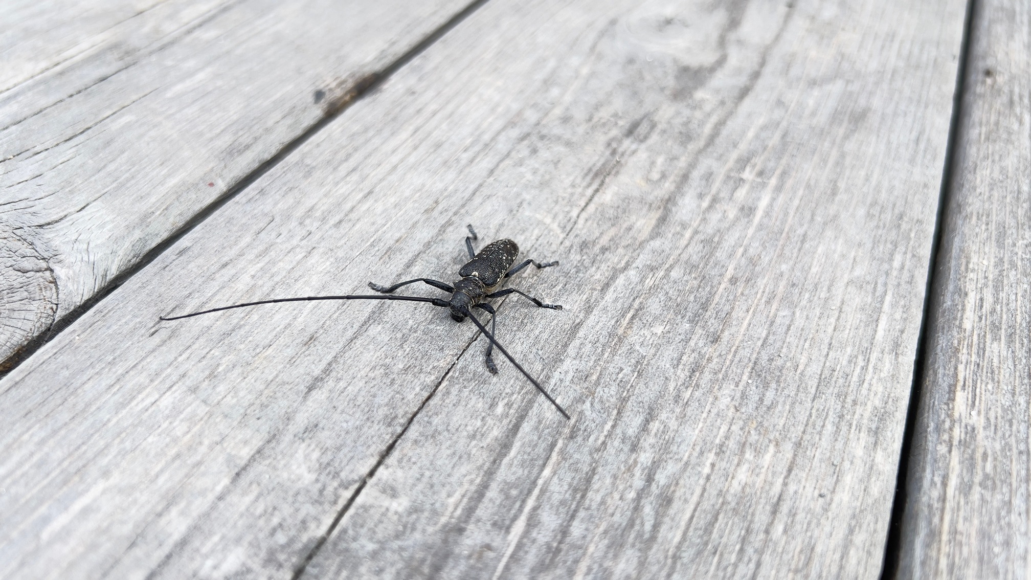 Photo of a bug on gray ols wood